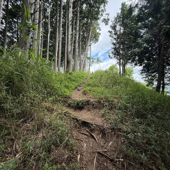 しばらく明るい尾根道