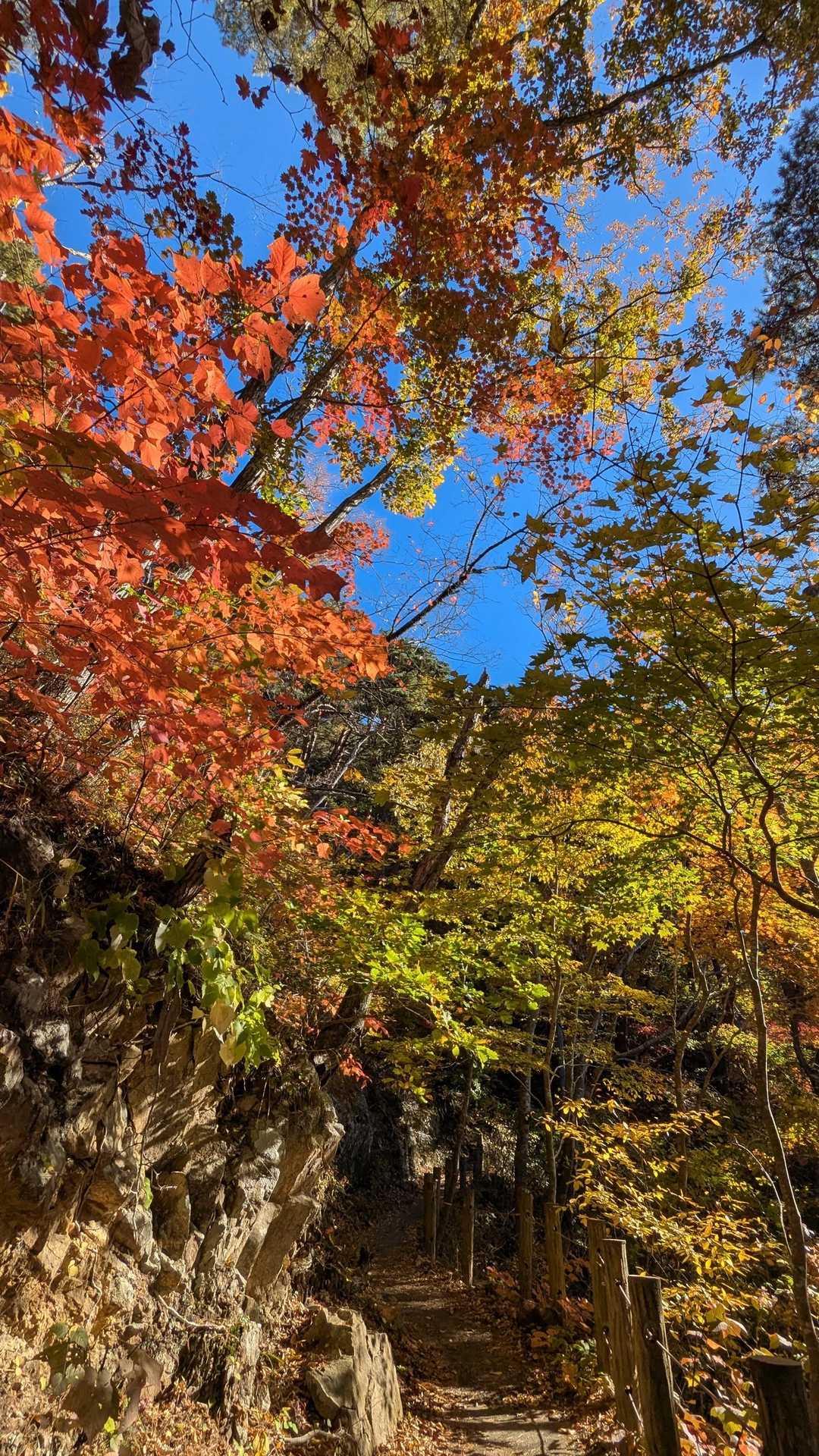トド山 周回コースの写真