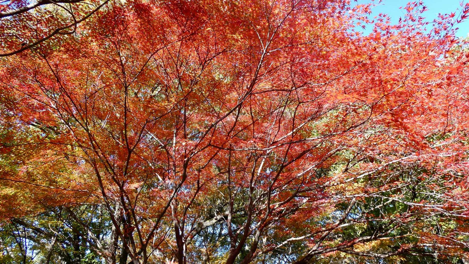 多賀坂峠 周回コースの写真