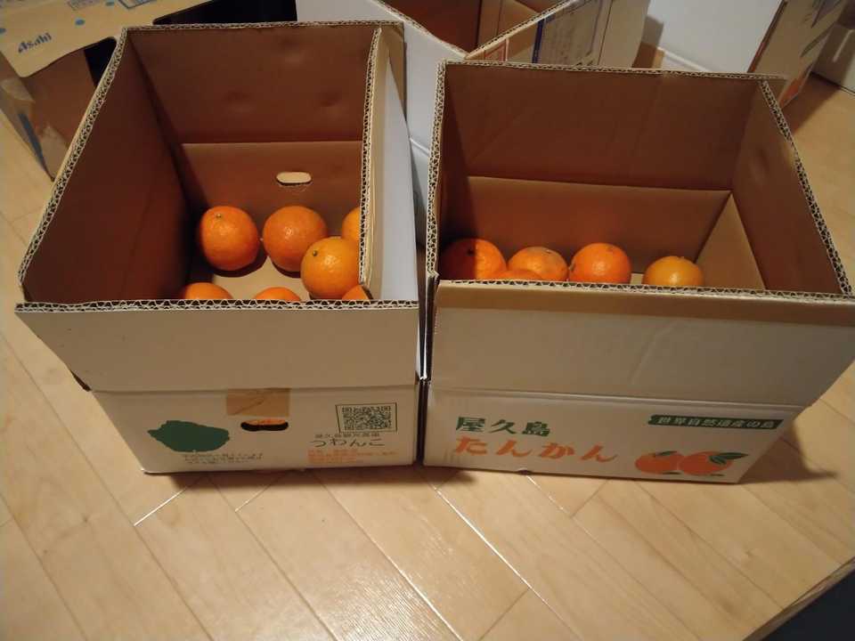 屋久島でたんかんの木のオーナーになり2年 / mountaineer-hardさん