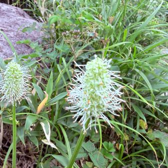シロバナトウウチソウ　月山を代表する夏の終わりの定番の花の一つだそうです。夏の終わり〜🎶by 森山直太朗
