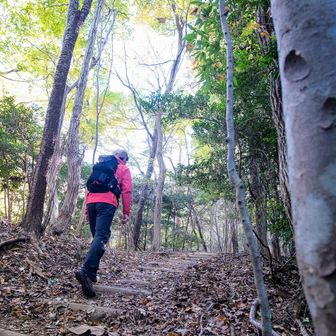 こもれ日おじさん