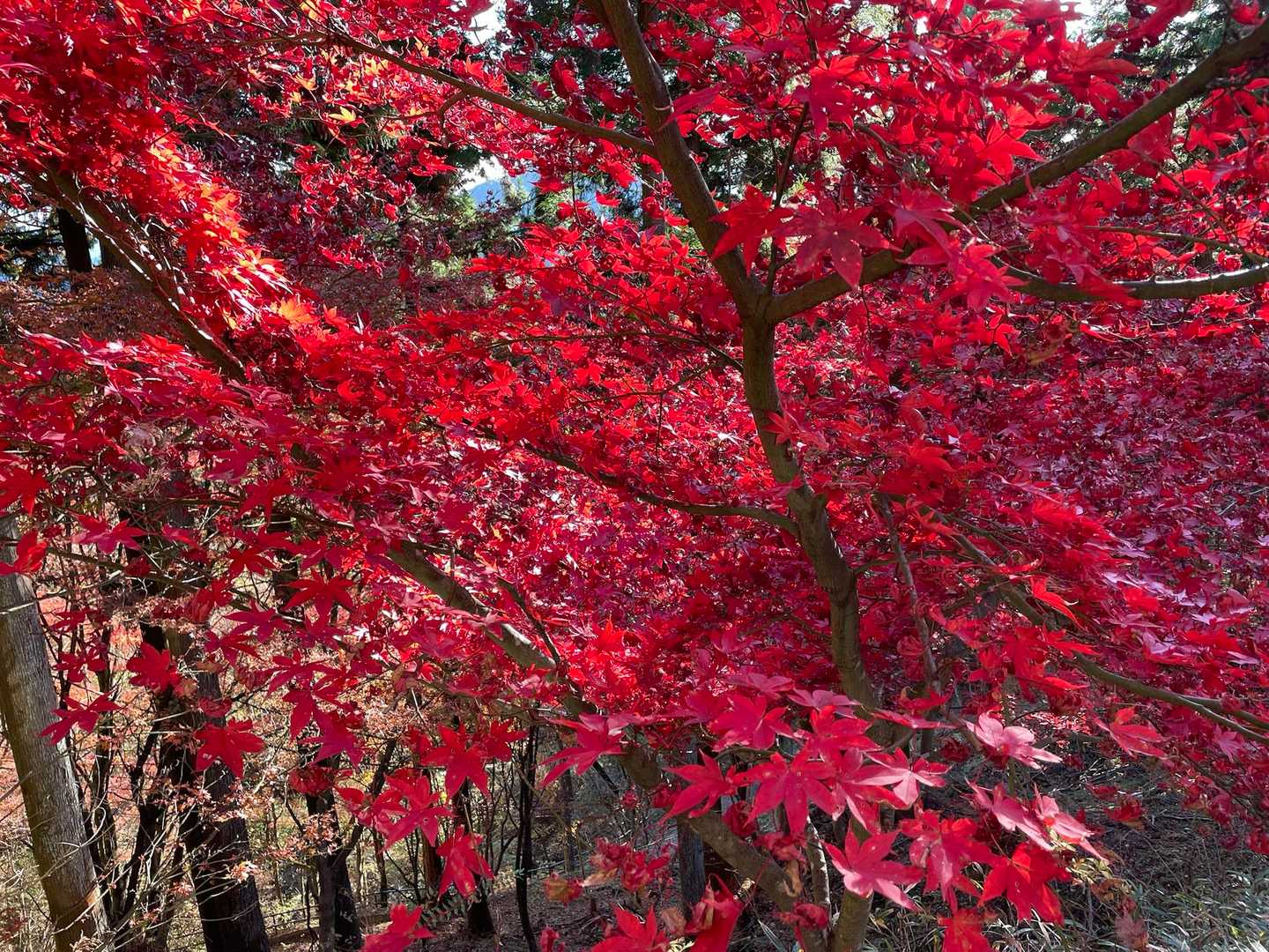 真っ赤🍁🟥😍