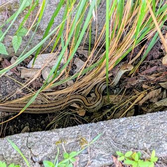 シマヘビさん🐍
追いかけたら頭を上げてやんのか💢ポーズ💪🤣