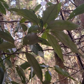 知ってるぞ！シロダモか？！