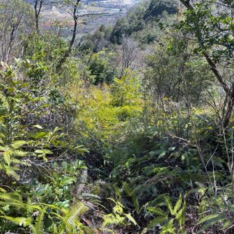 道が見えず😥　ズボンに植物の種がいっぱいつき引き返す