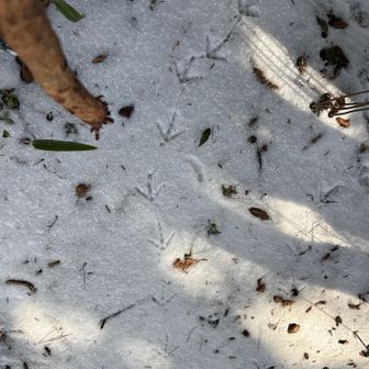 矢印は
あっちに行け
と言ってるが・・・

雪の登山道
動物も登山道を使って歩いてることが良くわかる。
ずっーーーーっと　歩いてる。