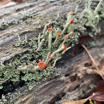 足元にお馴染みミヤマアカゴケ❤️