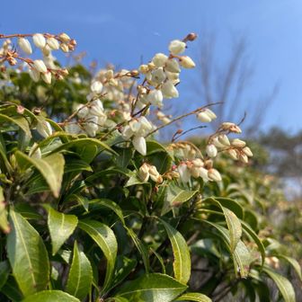 これは馬酔木（アセビ）