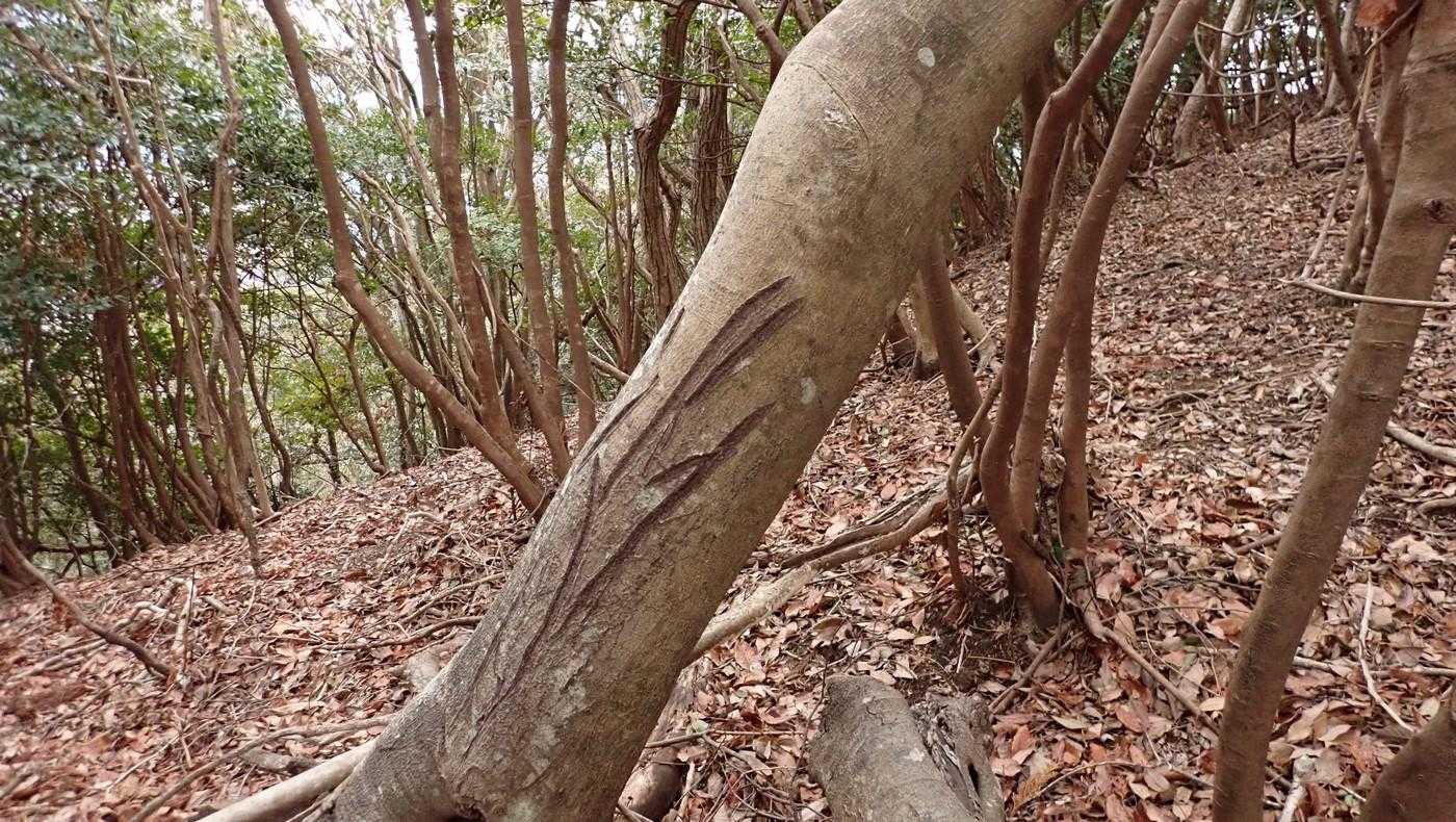 牡鹿が角を研いだ痕。