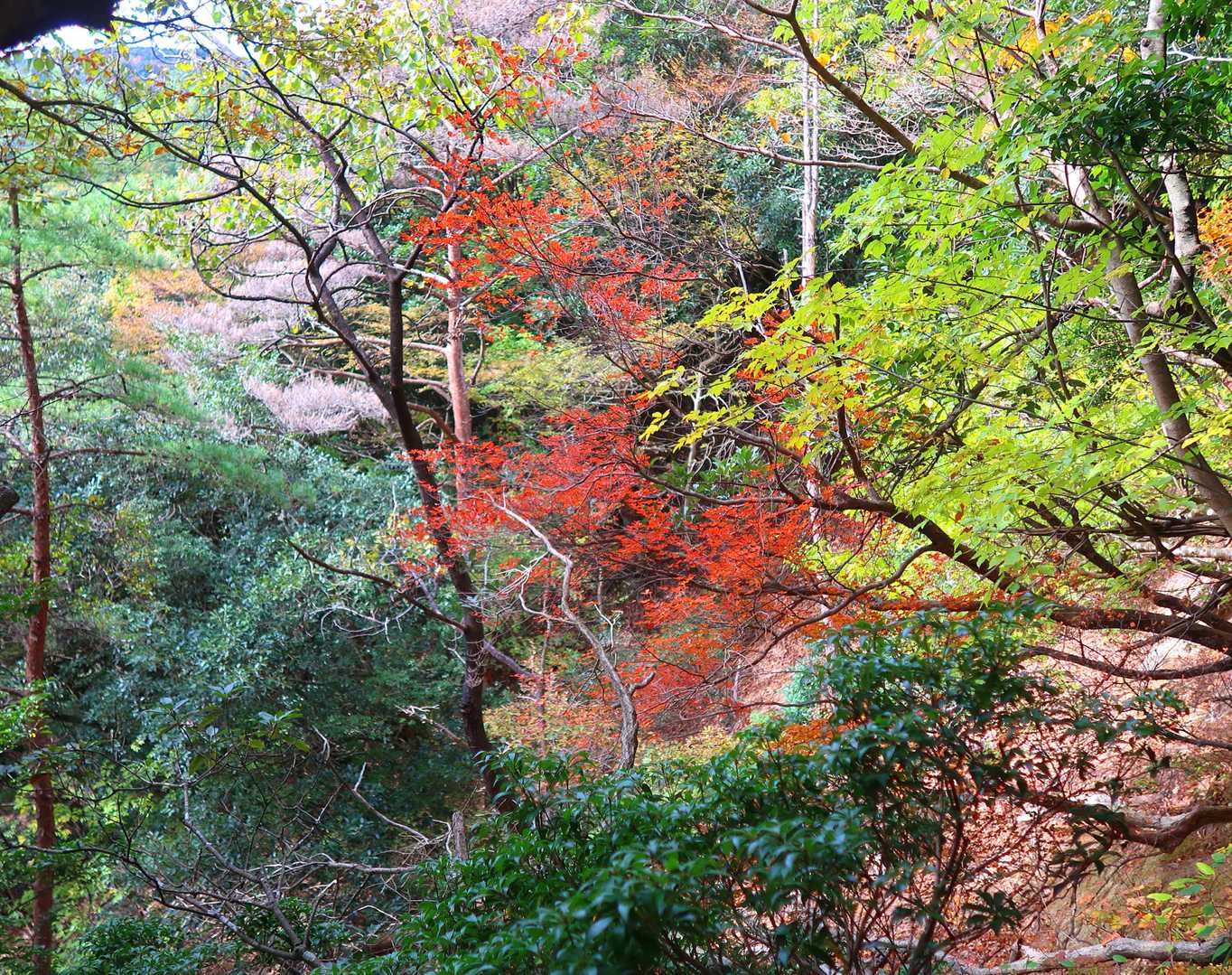 です