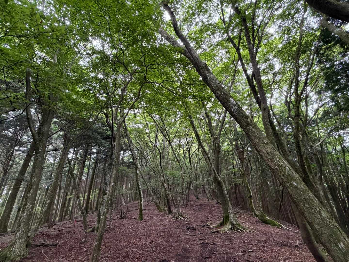 静かな森林ハイク🌳
尾根道とは思えないとっても歩きやすい道😄♪