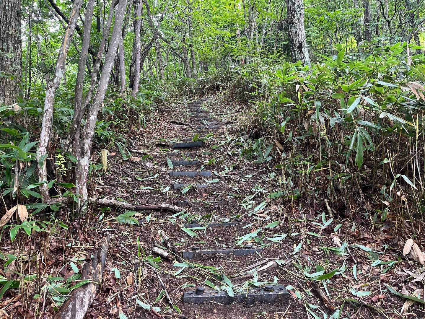 刈り払いしたばっかりの登山道。
