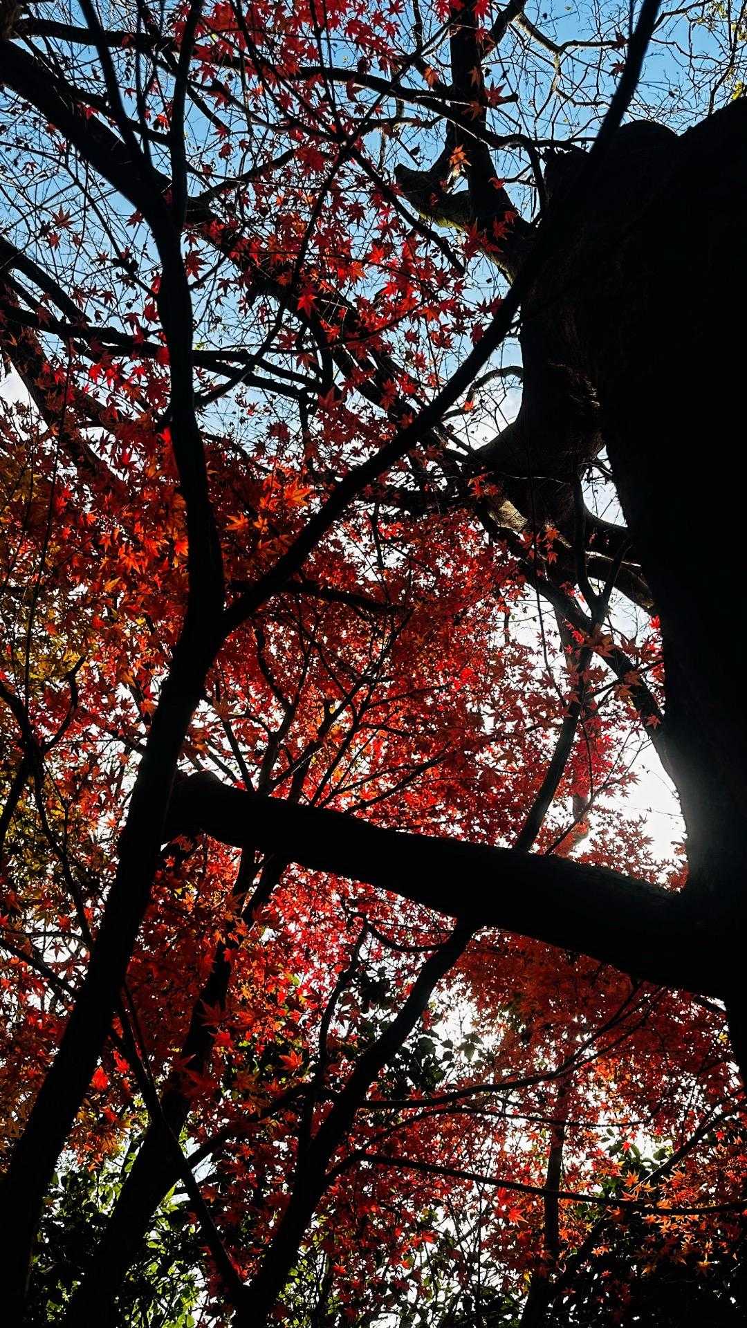 12月なのに紅葉残る低山🍁