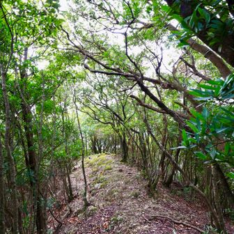 威勢だけはよいが自ら負けに行く名護屋和彦を演じながら尾根を歩いていたところ…ちょっとばかり気付いたことがあります。