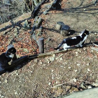 ２匹に増えてた。新入りは人懐こくて足にスリスリしてくる。かわいい(T_T)