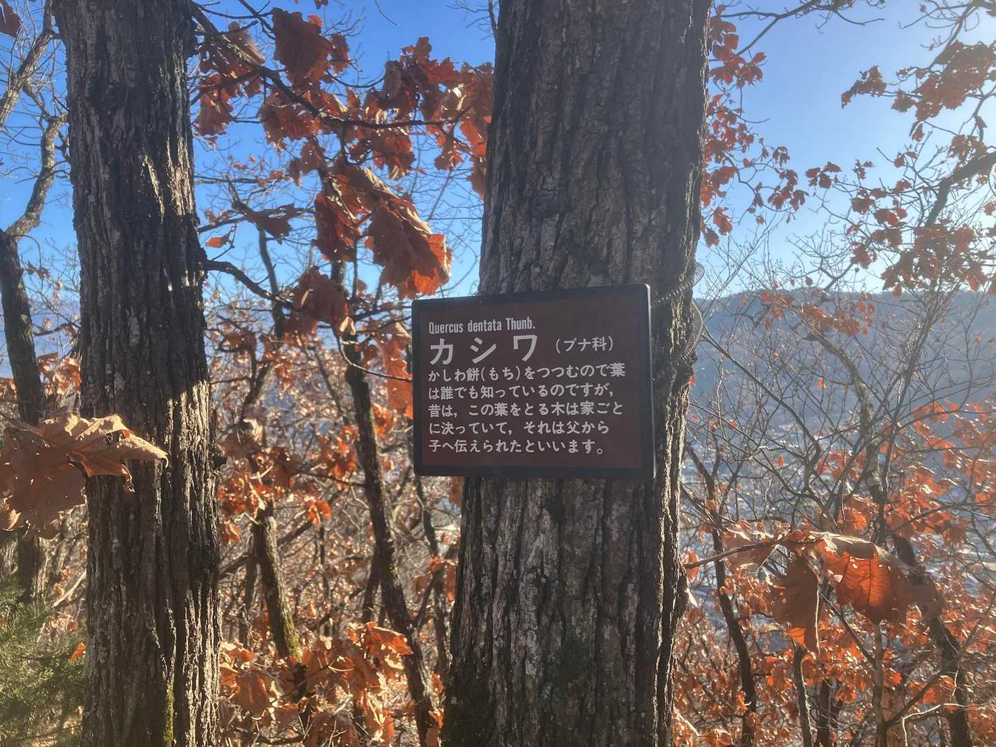私の家でも決っていました。←ウソです。
（🙇‍♂️どうしてもスルーできなかった。負けたよ。）
