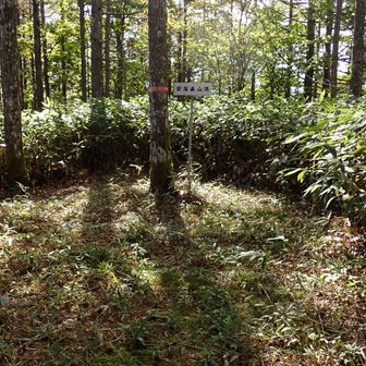 下山のとちゅうで前高森山に寄り道。山頂感なし。笹が刈られただけの広場。