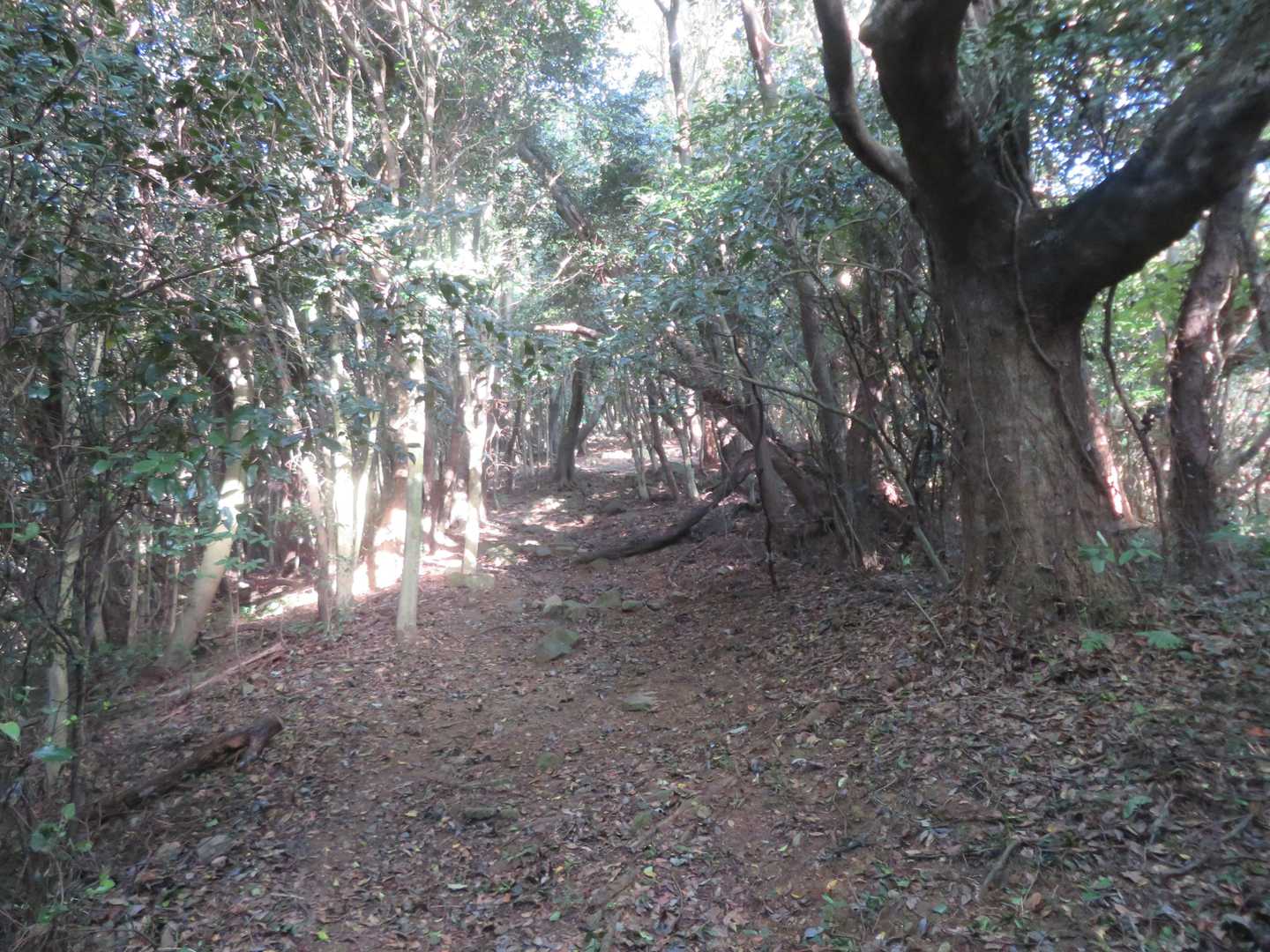 山頂直下の急登です。