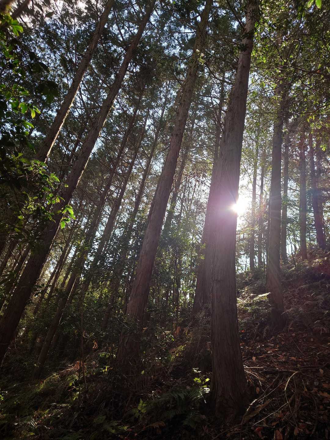 🌳✨🌳✨