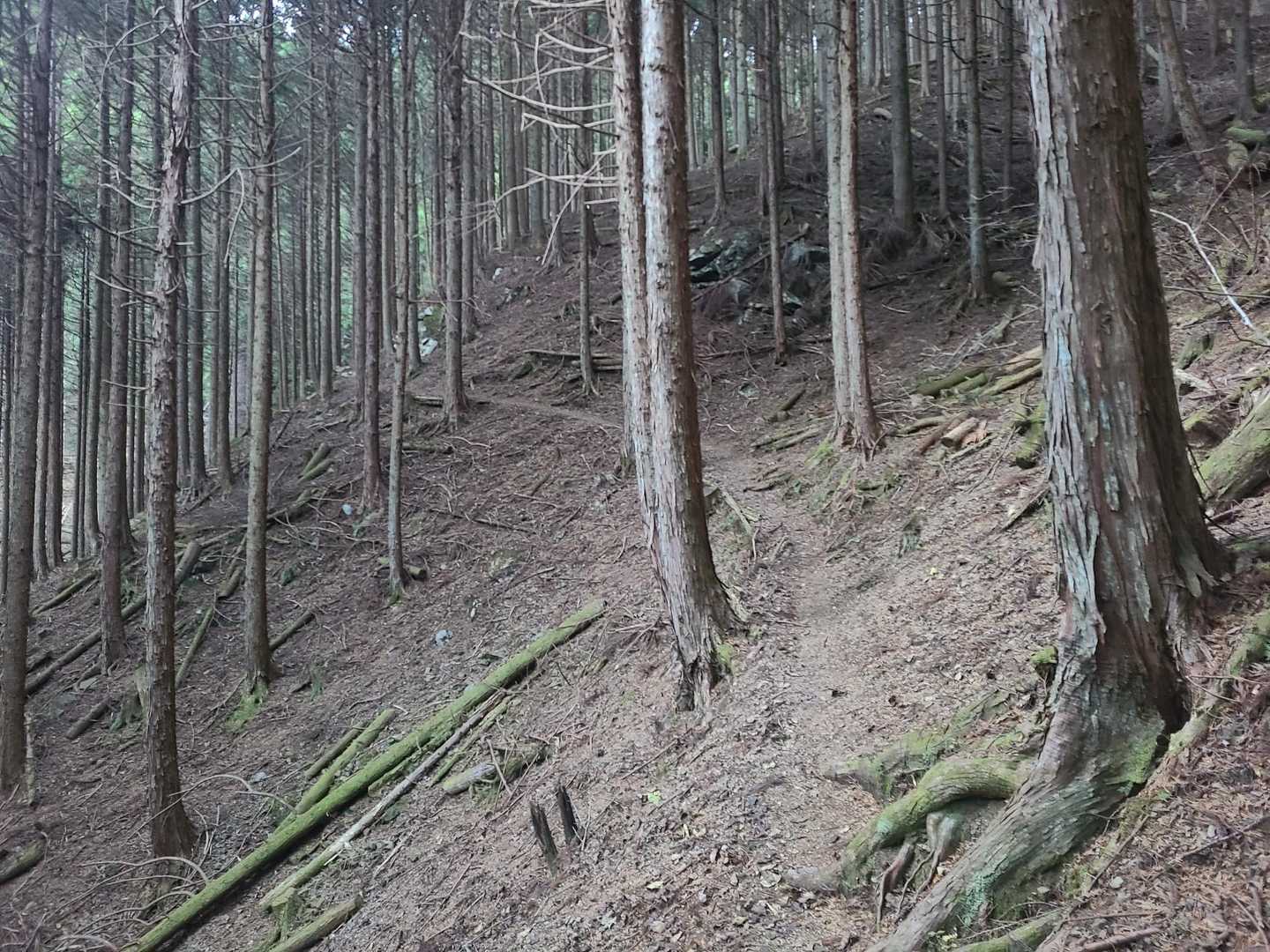 スタートして植林帯まずは緩やかな登り