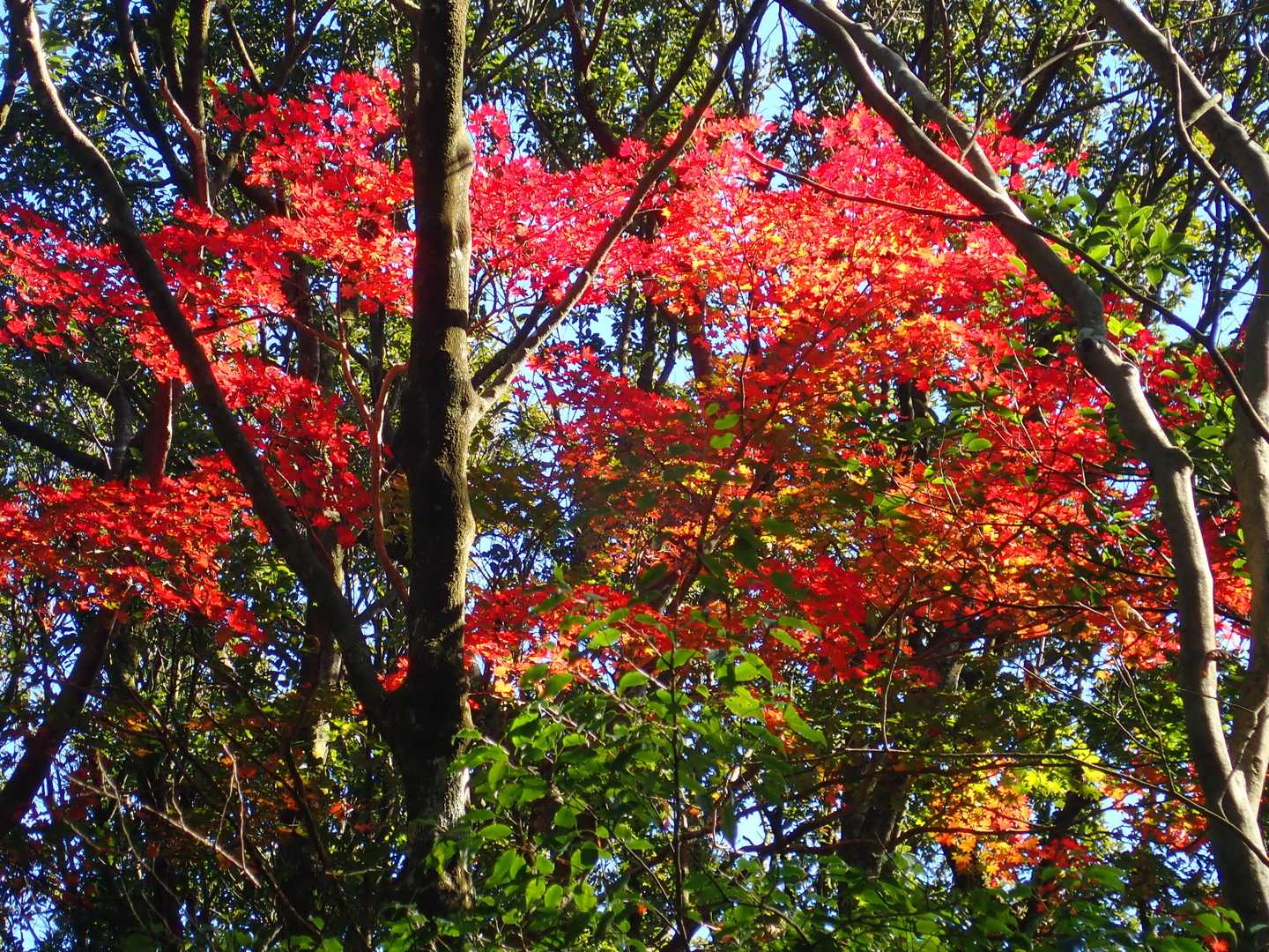 七曲峠-三国峠-九千部山 往復コースの写真