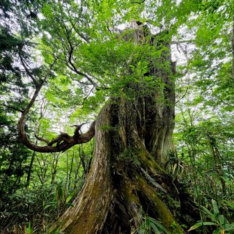 中腹の檜の大木
由緒ある木とのこと
登りで突然、視界に入ってきて
びっくり