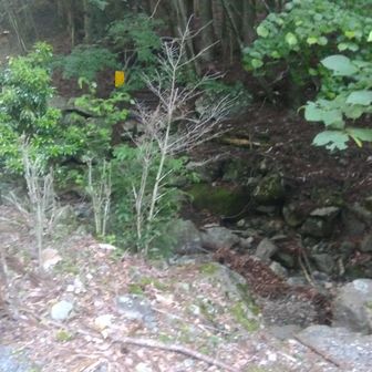 林道終わり、山道へ