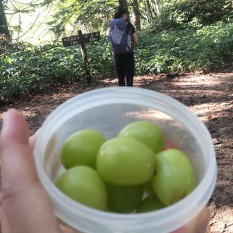 わーーー、っと第一ベンチまで下りてきました。
昨日の残りのシャインマスカット食べる