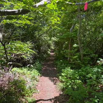 それでは登山道へと
しばらく樹林帯を歩く