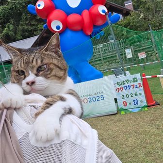 1600にはネットw
獣よけかな( ' '*)