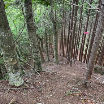 急な下りが続きます。帰りの登り返しがしんどい！