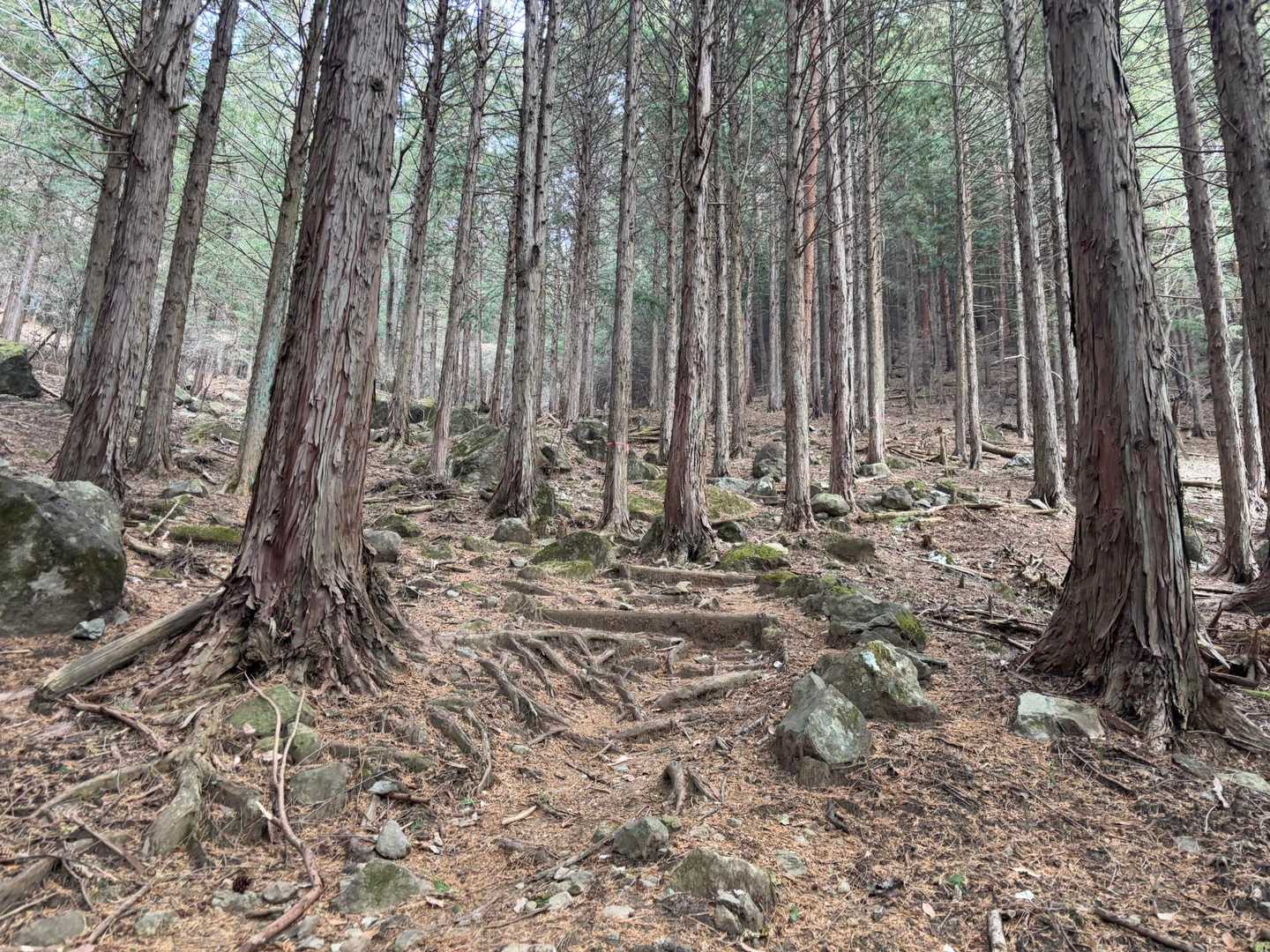 ほどほどの坂道を登って行きます