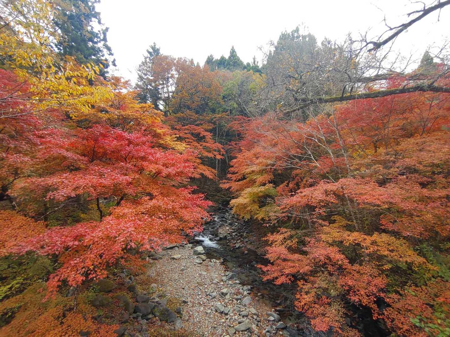 🍁