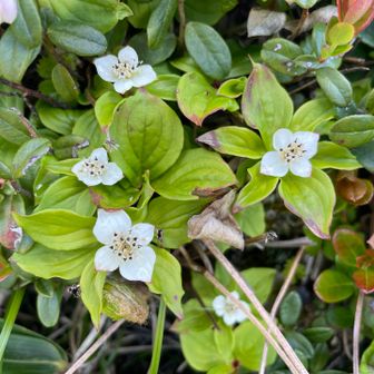 ゴゼンタチバナも開花