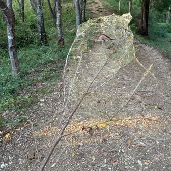 マイナールートはまだまだクモノストレールが必要🕸️