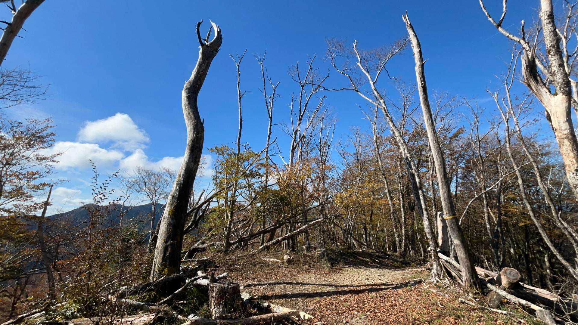 紀伊山地、大峰らしい立枯れ