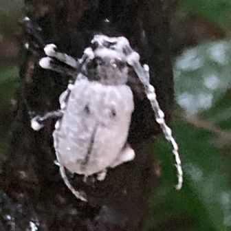 白いカミキリムシ？？
調べたら白いカビ(白きょう病菌など)に覆われて死んだカミキリムシではないかと…(-_-;)ｲｷﾀﾏﾏｶﾋﾞﾀ?ｺﾜ！