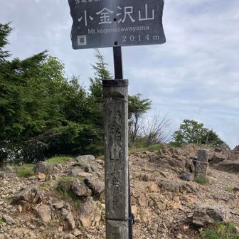 小金沢山、なかなかしんどい。
山頂かとぬか喜びする偽ピークあり。