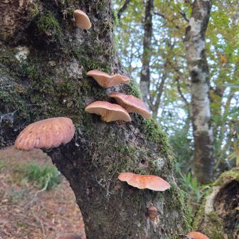 帰りに見つけたキノコ🍄