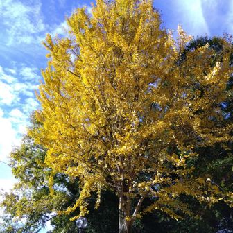 
ダブルピースが、わたくしに伝えたかったイチョウの木のようですよ。


先ほどもお伝えしましたが、この時は興味がありませんでしたが、

一応撮っとこ！

と撮っておいて良かったですよ。
まさか日記にアップする写真になるなんて思ってもいなかったのですから。


ダブルピースはこの木を見て欲しがっていましたが、天と地と で表すなら高い位置まで登ってきてるわたくしに対して、ダブルピースは地にいますよ。
