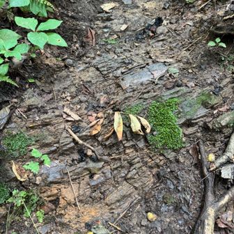 北上山地の中古生層が地面に露出。