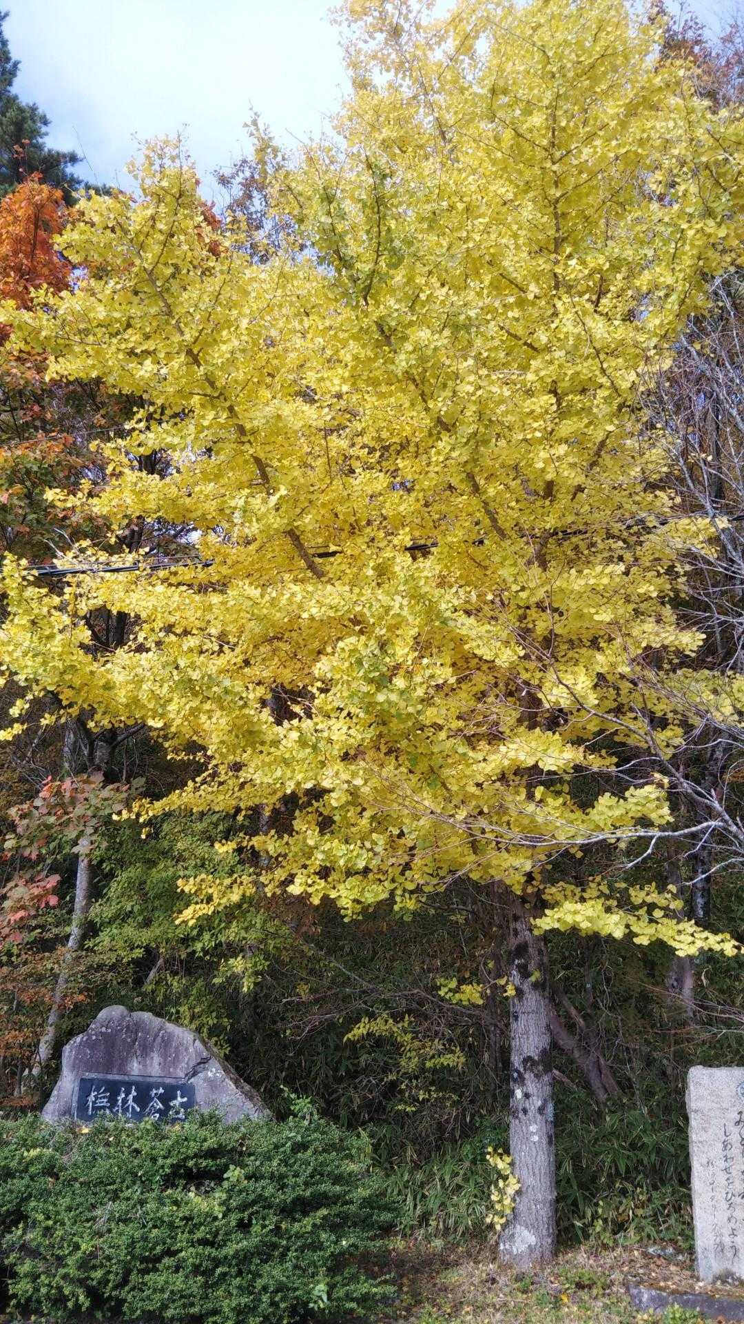 塔原バス停-枇杷平-葛城山 往復コースの写真