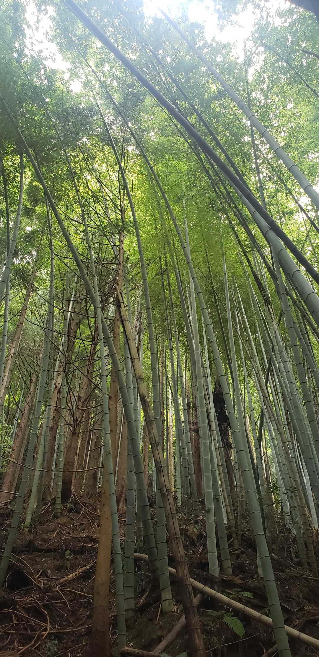 すごい竹林😅