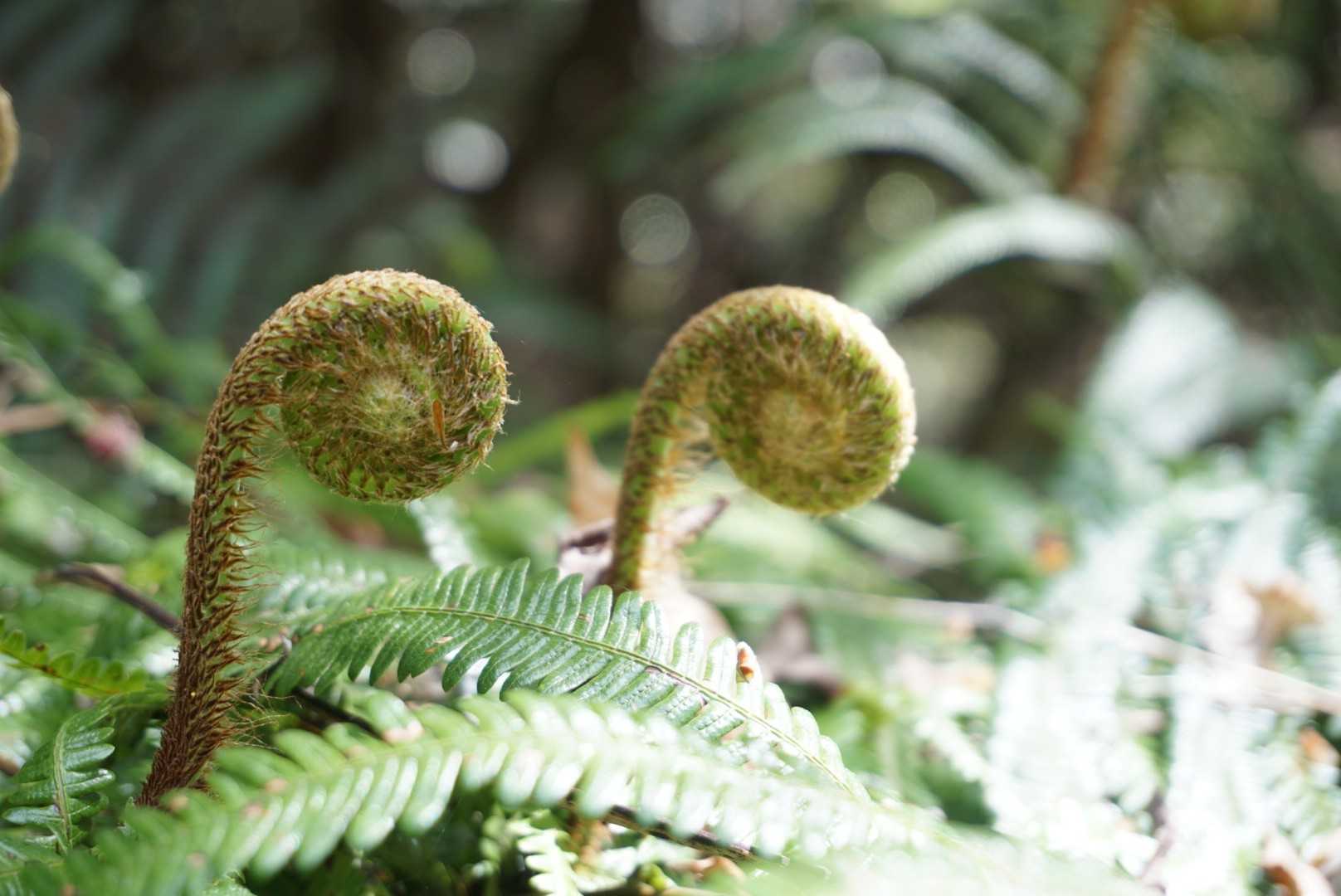 くるくる🦕