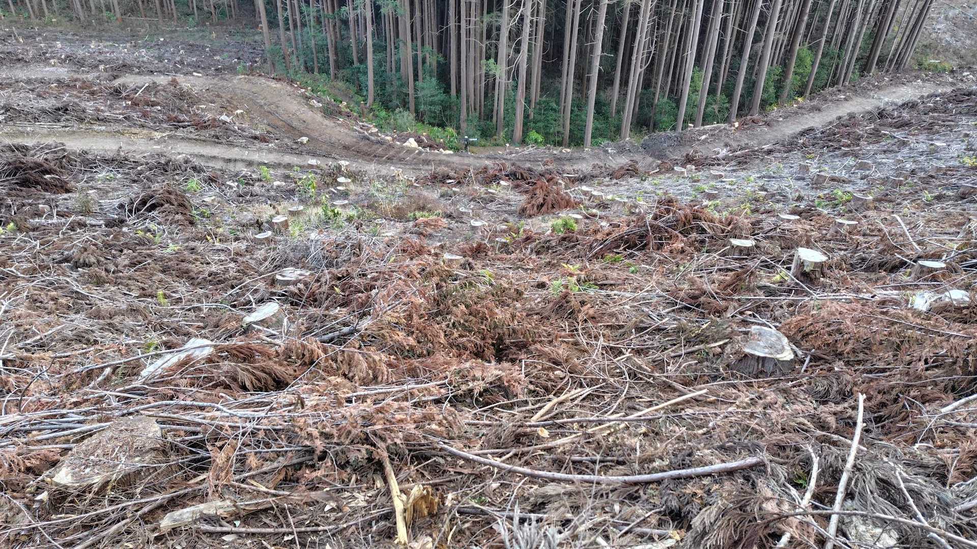 今は僅かな踏み跡ですが、何人も通ればやがて登山道として復活することでしょう。