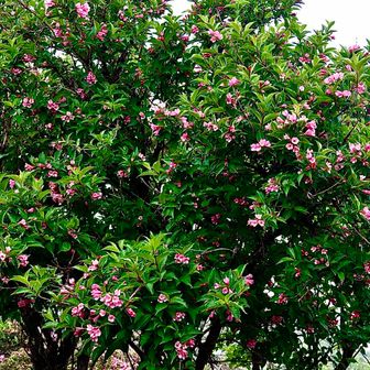ここ一帯はタニウツギの花が満開