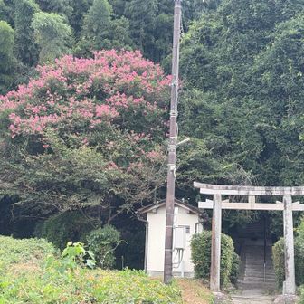 こんな暑い中、よくこんな多くの花を咲かせる元気がありますね。
尊敬🙏