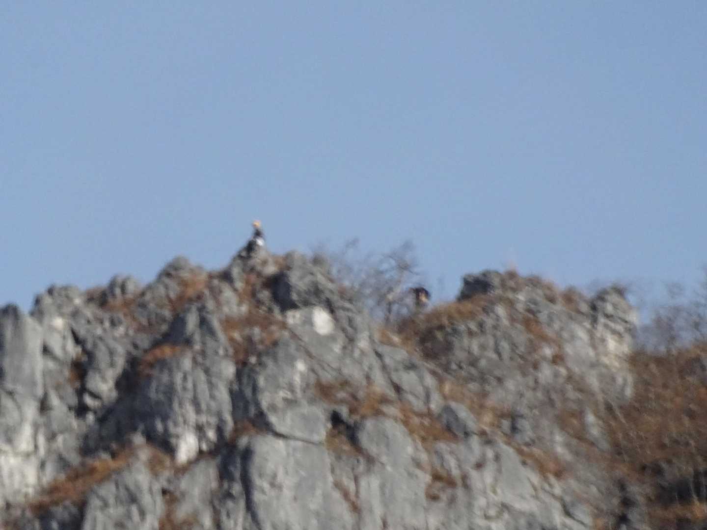 西岳歩いている人いました。