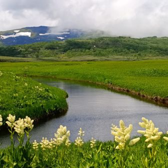 コバイケイソウ、雨竜沼湿原、南暑寒岳（ガスの下）